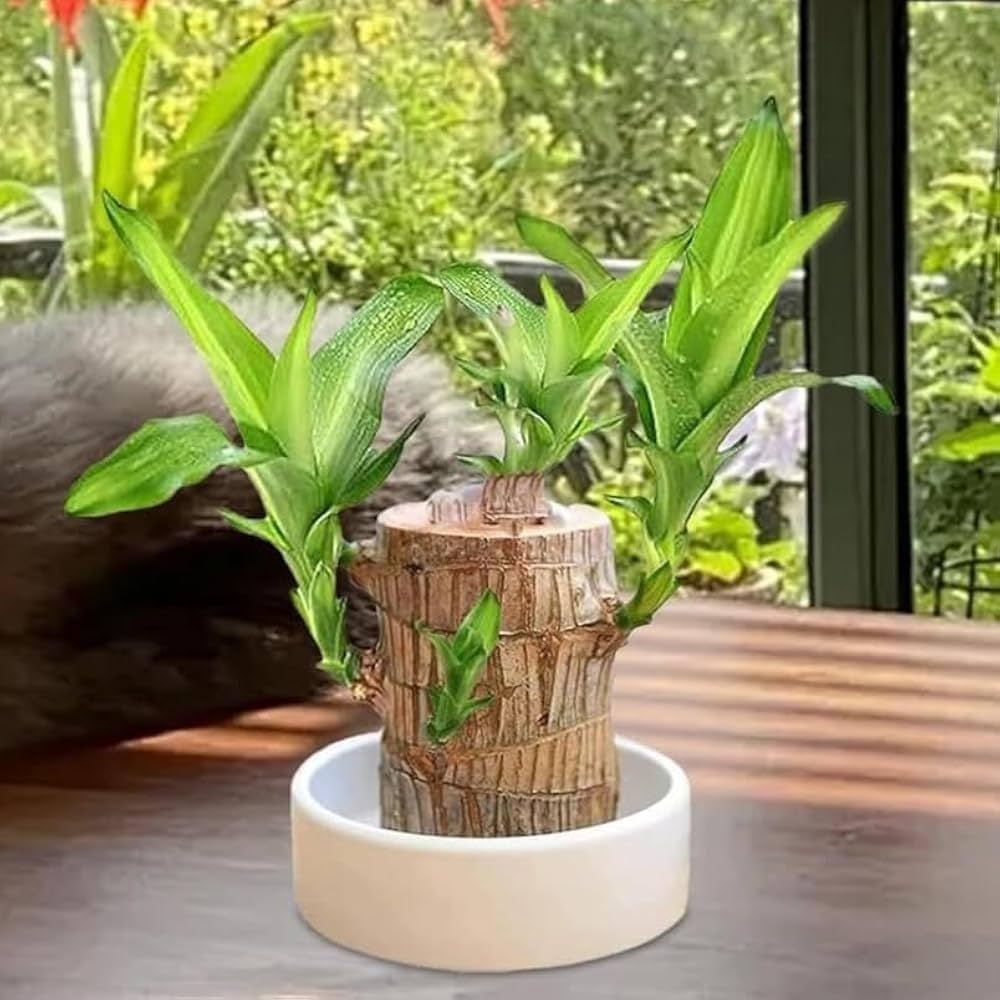 Brazilian Wood Plant - Natural Decor for Home and Office - OakStoneLiving